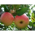 山东苹果产地供应大量苹果