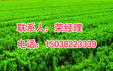 郑州大量处理出售黄杨、黄杨价格_河南星华农林