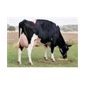 出售黑白花高产奶牛 荷斯坦高产奶牛