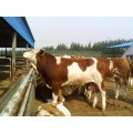 内蒙肉牛养殖场出售西门塔尔小牛犊 夏洛莱小牛犊