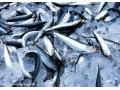 挪威冷冻鱼进口报关流程|前期要做哪些准备工作