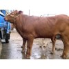利木赞小牛犊价格 利木赞肉牛犊价格 利木赞肉牛养殖场