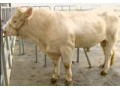 夏洛莱小牛犊价格 夏洛莱肉牛犊价格