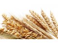 稻谷：市场购销清淡，新稻加工积极性低