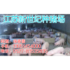 2015年五月苏太母猪价格江苏省新世纪种猪场