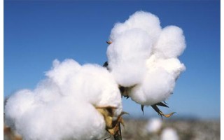 中国棉花供需变化较大 2015年库存将成隐患
