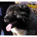 拉布拉多犬北京市乾通名犬繁殖中心