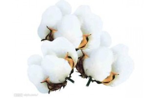 棉价上涨任重道远 新疆棉民希望2015按产量直补