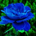 蓝玫瑰染色胶水