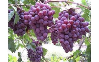 葡萄种植中灌水技术巧运用
