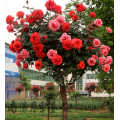 国际月季花产业聚合平台提供树状月季，品类齐全