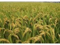 双季超级稻早季亩产最高738.5公斤