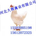 广州青年鸡【河北大辉禽业】青年鸡价格