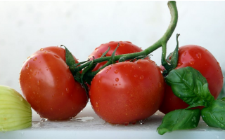 上半年西红柿价格低迷偶有滞销 后市或强劲反弹