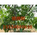 1-3年核桃树≌苹果树≌桃树≌柿子树≌杏树≌樱桃树
