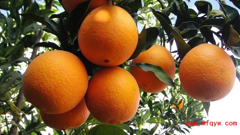 柑橘果实