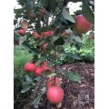 苹果树苗 优质苹果树苗厂家 2016苹果树苗价格资料
