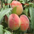 桃树苗价格 优质嫁接桃树苗品种 中华寿桃桃树苗基地