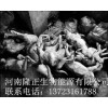 求购郑州地区各种病死畜禽动物废弃物