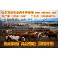 惠州养牛场