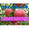 山东红富士苹果产地大量精品低价供应 红富士苹果批发便宜