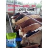 牛羊宝-肉牛育肥期间发生拉稀的原因及解决方法