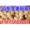 优质生姜产地批发多少钱一斤 鲜姜老姜市场价格行情走势
