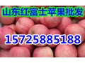 山东丘陵山地精品红富士苹果低价出售 苹果产地市场行情
