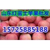 红富士苹果大量批发供应 山东苹果产地市场价格行情下滑