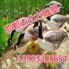 仿真水禽雕塑价格，质量可靠，邯郸北方雕塑厂家！