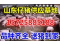 山东仔猪市场批发价格 今日仔猪市场优质生猪低价出售