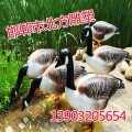 仿真水禽雕塑价格,水禽雕塑供应商,邯郸北方雕塑！