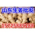 山东生姜产地大量大姜老姜市场价格批发出售