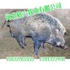 天津特种种猪养殖,种猪养殖基地-河北格六安全放心