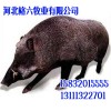 长白山野猪养殖,邯郸野猪养殖,河北格六