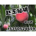 安阳桃树苗|安阳桃树苗基地|赵王仙桃