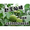 邯郸核桃苗-邯郸核桃苗产量高-赵王仙桃