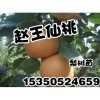邯郸梨树苗-邯郸梨树苗产量高-赵王仙桃