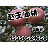 邯郸苹果苗-邯郸苹果苗品质优,产量高-赵王仙桃