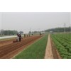 播种器大棚蔬菜播种机多功能蔬菜播种机曹明山蔬菜精量播种机