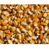 丰达饲料厂求购高粱、玉米、碎米、棉粕、麸皮等