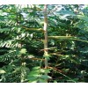 山西皂角苗，药用皂角苗，皂角树