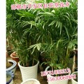 邯郸花卉工程，邯郸花卉大全，仙花堂花卉