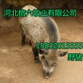 特种野猪养殖,特种野猪养殖基地【河北格六】