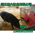 特种野猪养殖|河北特种野猪养殖|格六常年提供特种野猪