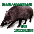 特种野猪养殖,邯郸特种野猪养殖-格六确保每只猪都无病患