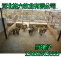 野猪仔批发基地|格林野猪养殖-好饲养