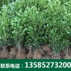 优质小叶黄杨批发-沭阳博大绿化苗木