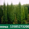 优质塔柏-沭阳博大绿化苗木
