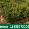 优质龙柏球-沭阳博大绿化苗木